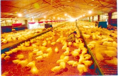 養雞場麵積大，保暖難度強，使用蒸汽發生器就能解決