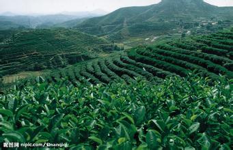 午夜一区二区三区電熱蒸汽發生器推動茶葉文化成倍提高製茶效率