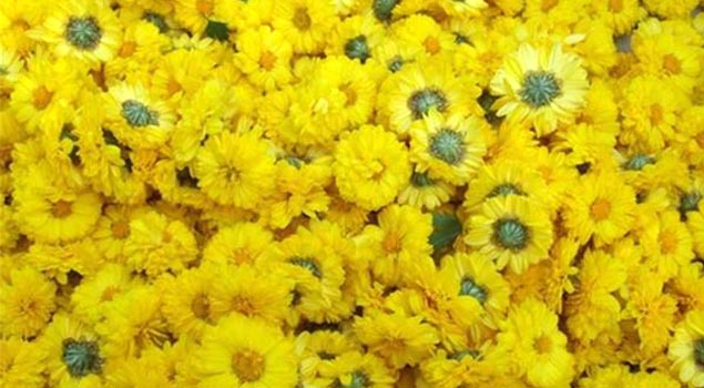 如何製出品質優良菊花茶？菊花烘幹蒸汽發生器滿足你